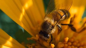 Preview wallpaper bee, insect, flower, pollen, macro, yellow
