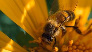 Preview wallpaper bee, insect, flower, pollen, macro, yellow