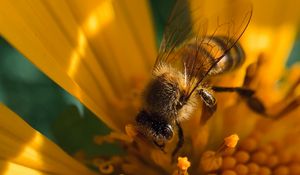 Preview wallpaper bee, insect, flower, pollen, macro, yellow