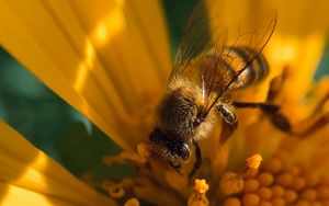 Preview wallpaper bee, insect, flower, pollen, macro, yellow