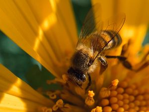 Preview wallpaper bee, insect, flower, pollen, macro, yellow