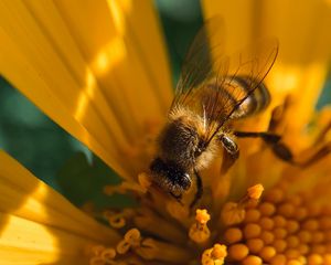 Preview wallpaper bee, insect, flower, pollen, macro, yellow