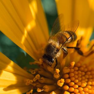 Preview wallpaper bee, insect, flower, pollen, macro, yellow