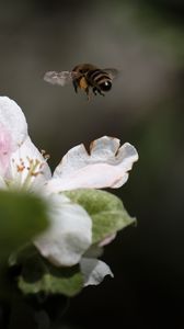 Preview wallpaper bee, insect, flower, petals, macro