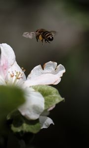 Preview wallpaper bee, insect, flower, petals, macro