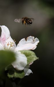 Preview wallpaper bee, insect, flower, petals, macro