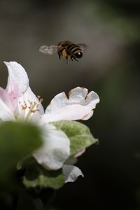 Preview wallpaper bee, insect, flower, petals, macro