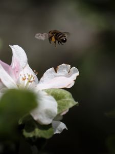 Preview wallpaper bee, insect, flower, petals, macro