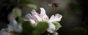 Preview wallpaper bee, insect, flower, petals, macro