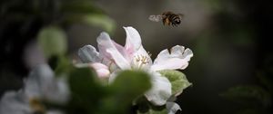 Preview wallpaper bee, insect, flower, petals, macro