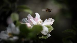 Preview wallpaper bee, insect, flower, petals, macro