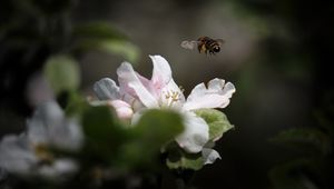 Preview wallpaper bee, insect, flower, petals, macro