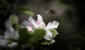 Preview wallpaper bee, insect, flower, petals, macro