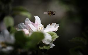 Preview wallpaper bee, insect, flower, petals, macro