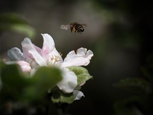 Preview wallpaper bee, insect, flower, petals, macro