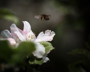 Preview wallpaper bee, insect, flower, petals, macro