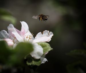 Preview wallpaper bee, insect, flower, petals, macro