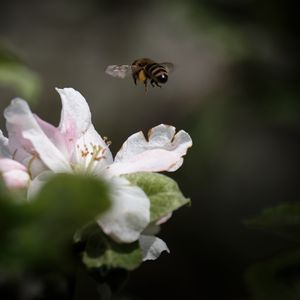 Preview wallpaper bee, insect, flower, petals, macro