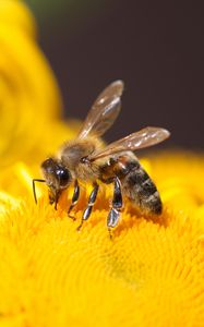 Preview wallpaper bee, insect, flower, yellow, macro