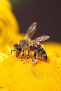 Preview wallpaper bee, insect, flower, yellow, macro