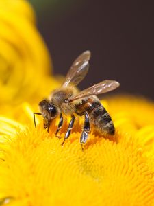 Preview wallpaper bee, insect, flower, yellow, macro