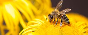 Preview wallpaper bee, insect, flower, yellow, macro