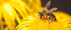 Preview wallpaper bee, insect, flower, yellow, macro