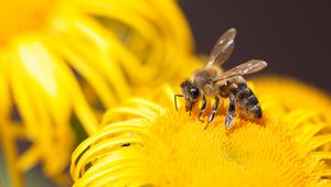 Preview wallpaper bee, insect, flower, yellow, macro