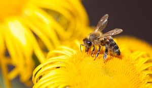 Preview wallpaper bee, insect, flower, yellow, macro