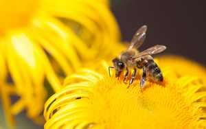 Preview wallpaper bee, insect, flower, yellow, macro