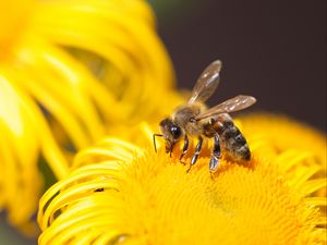 Preview wallpaper bee, insect, flower, yellow, macro