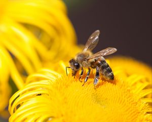 Preview wallpaper bee, insect, flower, yellow, macro