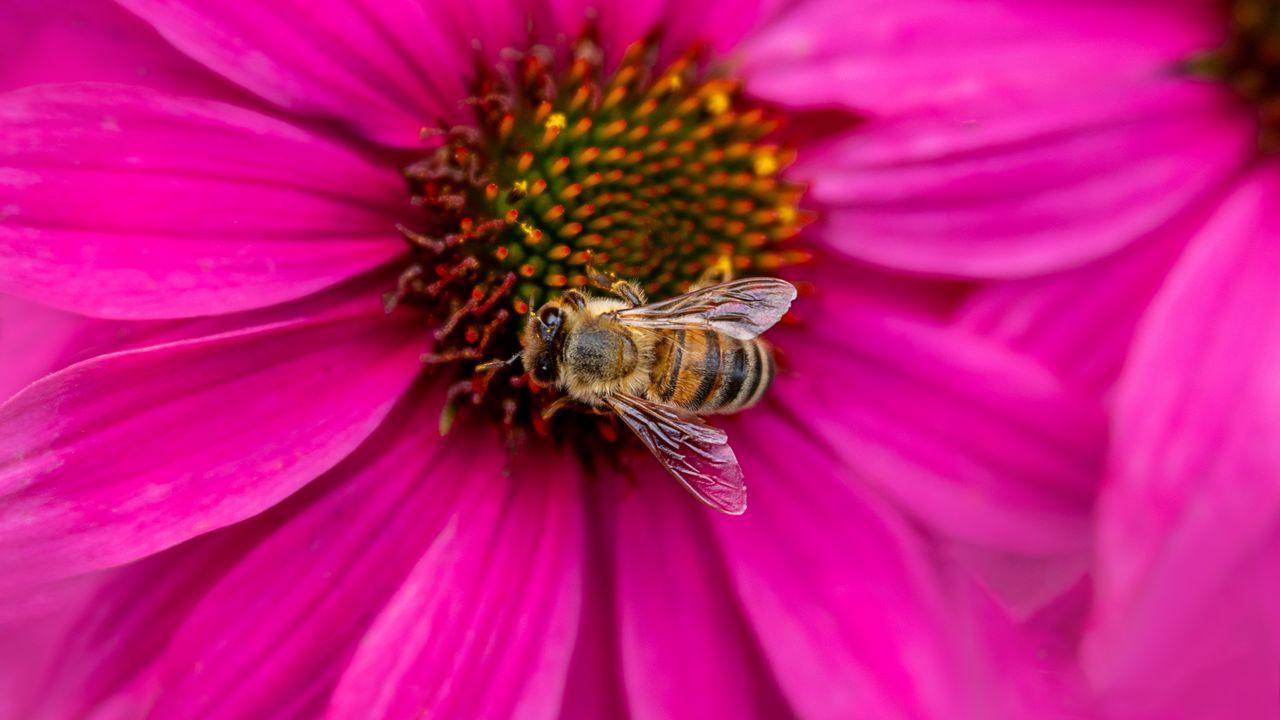 Wallpaper bee, insect, flower, petals, pink, macro