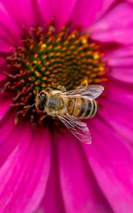 Preview wallpaper bee, insect, flower, petals, pink, macro