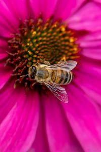 Preview wallpaper bee, insect, flower, petals, pink, macro