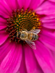 Preview wallpaper bee, insect, flower, petals, pink, macro