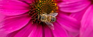 Preview wallpaper bee, insect, flower, petals, pink, macro