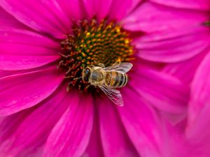 Preview wallpaper bee, insect, flower, petals, pink, macro