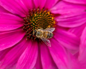 Preview wallpaper bee, insect, flower, petals, pink, macro