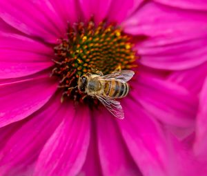 Preview wallpaper bee, insect, flower, petals, pink, macro