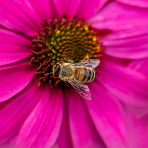 Preview wallpaper bee, insect, flower, petals, pink, macro