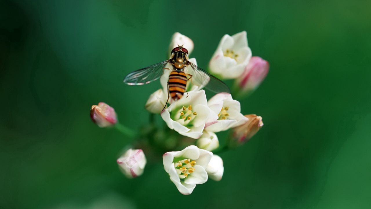 Wallpaper bee, insect, flower, pollination