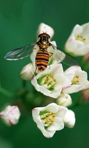 Preview wallpaper bee, insect, flower, pollination