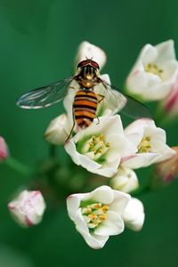 Preview wallpaper bee, insect, flower, pollination