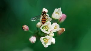 Preview wallpaper bee, insect, flower, pollination