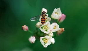 Preview wallpaper bee, insect, flower, pollination