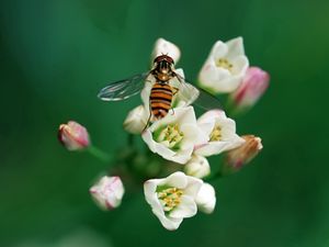 Preview wallpaper bee, insect, flower, pollination