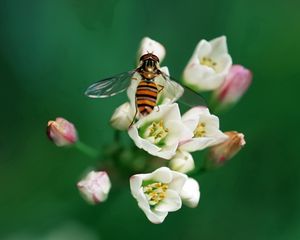 Preview wallpaper bee, insect, flower, pollination