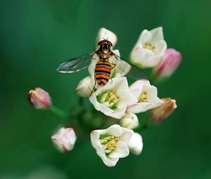 Preview wallpaper bee, insect, flower, pollination