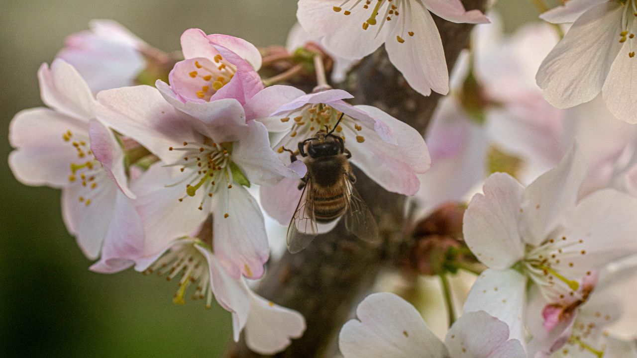 Wallpaper bee, insect, flowers, sakura, wildlife